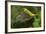 Golden Oriole (Oriolus Oriolus) Female in Flight to Nest, Bulgaria, May 2008-Nill-Framed Photographic Print