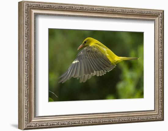 Golden Oriole (Oriolus Oriolus) Female in Flight to Nest, Bulgaria, May 2008-Nill-Framed Photographic Print