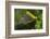 Golden Oriole (Oriolus Oriolus) Female in Flight to Nest, Bulgaria, May 2008-Nill-Framed Photographic Print