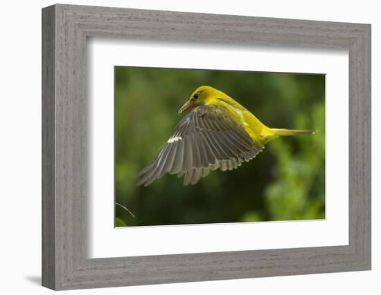 Golden Oriole (Oriolus Oriolus) Female in Flight to Nest, Bulgaria, May 2008-Nill-Framed Photographic Print