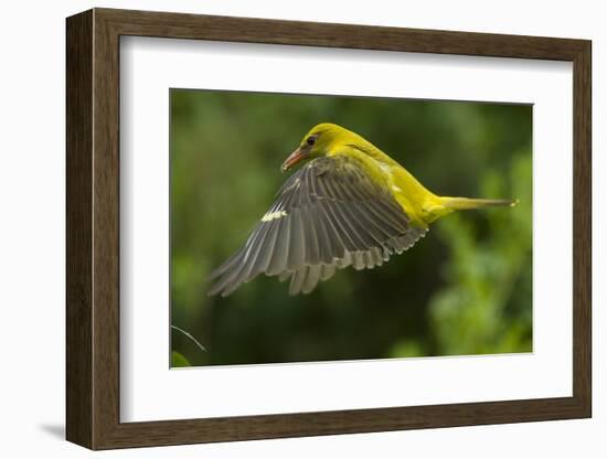 Golden Oriole (Oriolus Oriolus) Female in Flight to Nest, Bulgaria, May 2008-Nill-Framed Photographic Print