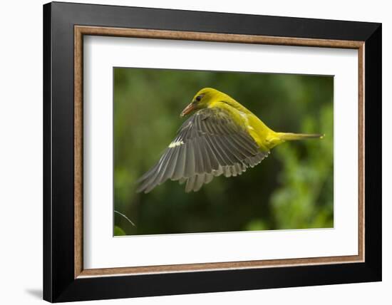 Golden Oriole (Oriolus Oriolus) Female in Flight to Nest, Bulgaria, May 2008-Nill-Framed Photographic Print