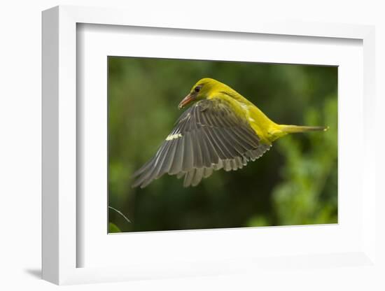 Golden Oriole (Oriolus Oriolus) Female in Flight to Nest, Bulgaria, May 2008-Nill-Framed Photographic Print