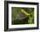 Golden Oriole (Oriolus Oriolus) Female in Flight to Nest, Bulgaria, May 2008-Nill-Framed Photographic Print