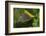 Golden Oriole (Oriolus Oriolus) Female in Flight to Nest, Bulgaria, May 2008-Nill-Framed Photographic Print