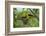 Golden Oriole (Oriolus Oriolus) Pair at Nest, Bulgaria, May 2008-Nill-Framed Photographic Print