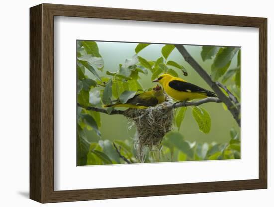 Golden Oriole (Oriolus Oriolus) Pair at Nest, Bulgaria, May 2008-Nill-Framed Photographic Print