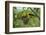 Golden Oriole (Oriolus Oriolus) Pair at Nest, Bulgaria, May 2008-Nill-Framed Photographic Print