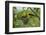 Golden Oriole (Oriolus Oriolus) Pair at Nest, Bulgaria, May 2008-Nill-Framed Photographic Print