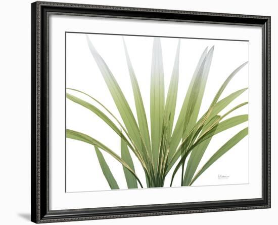 Golden Palm-Albert Koetsier-Framed Photo