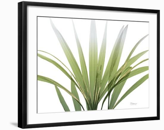 Golden Palm-Albert Koetsier-Framed Photo