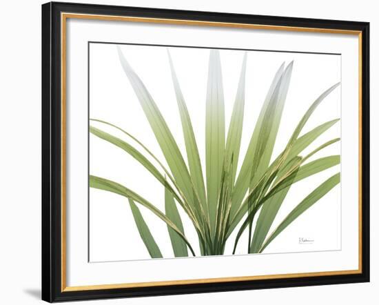 Golden Palm-Albert Koetsier-Framed Photo