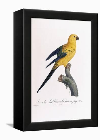 Golden Parakeet, Ara Guarouba, at an Early Age-Jacques Barraband-Framed Premier Image Canvas