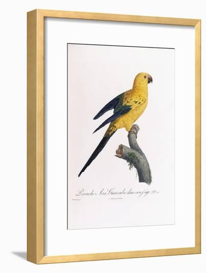 Golden Parakeet, Ara Guarouba, at an Early Age-Jacques Barraband-Framed Giclee Print