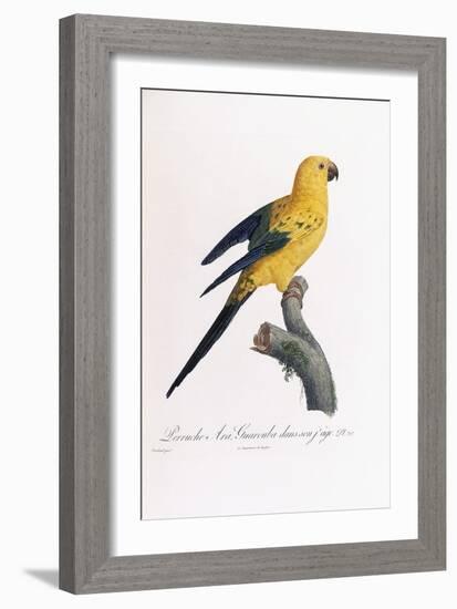 Golden Parakeet, Ara Guarouba, at an Early Age-Jacques Barraband-Framed Giclee Print