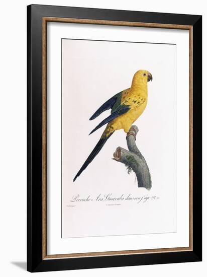 Golden Parakeet, Ara Guarouba, at an Early Age-Jacques Barraband-Framed Giclee Print