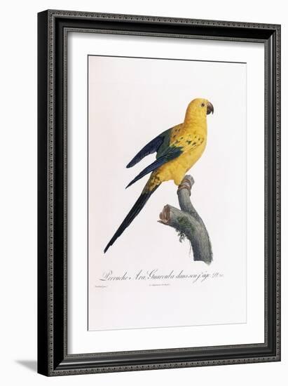 Golden Parakeet, Ara Guarouba, at an Early Age-Jacques Barraband-Framed Giclee Print