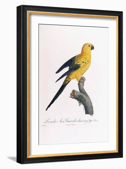 Golden Parakeet, Ara Guarouba, at an Early Age-Jacques Barraband-Framed Giclee Print