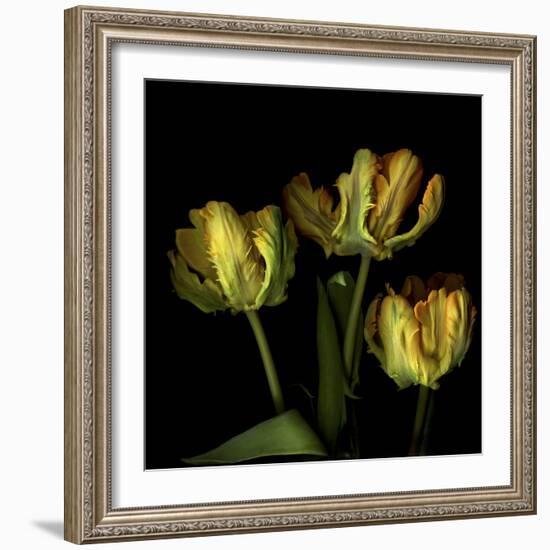 Golden Parrot Tulips-Magda Indigo-Framed Photographic Print