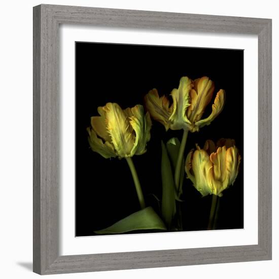 Golden Parrot Tulips-Magda Indigo-Framed Photographic Print