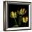 Golden Parrot Tulips-Magda Indigo-Framed Photographic Print