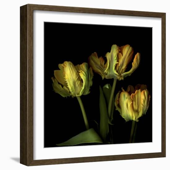 Golden Parrot Tulips-Magda Indigo-Framed Photographic Print