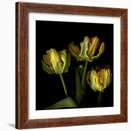 Golden Parrot Tulips-Magda Indigo-Framed Photographic Print