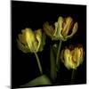 Golden Parrot Tulips-Magda Indigo-Mounted Photographic Print