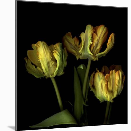 Golden Parrot Tulips-Magda Indigo-Mounted Photographic Print