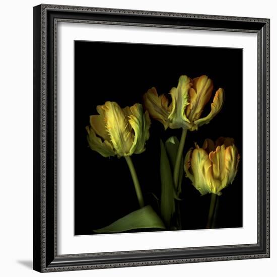 Golden Parrot Tulips-Magda Indigo-Framed Photographic Print