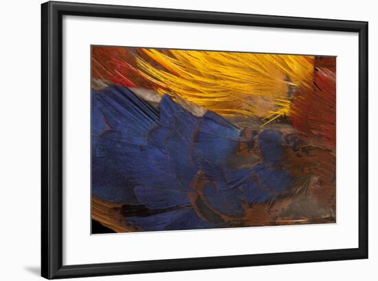 Golden Pheasant Feathers-Darrell Gulin-Framed Photographic Print