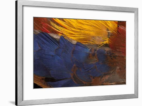 Golden Pheasant Feathers-Darrell Gulin-Framed Photographic Print