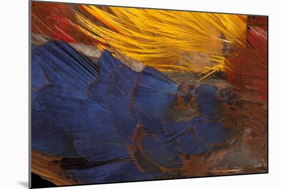 Golden Pheasant Feathers-Darrell Gulin-Mounted Photographic Print
