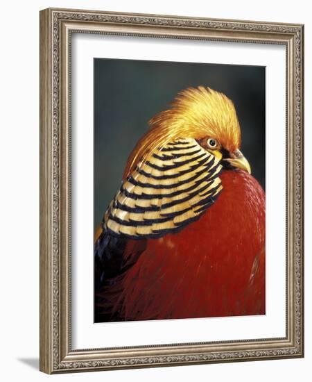 Golden Pheasant, South Africa-Michele Westmorland-Framed Photographic Print