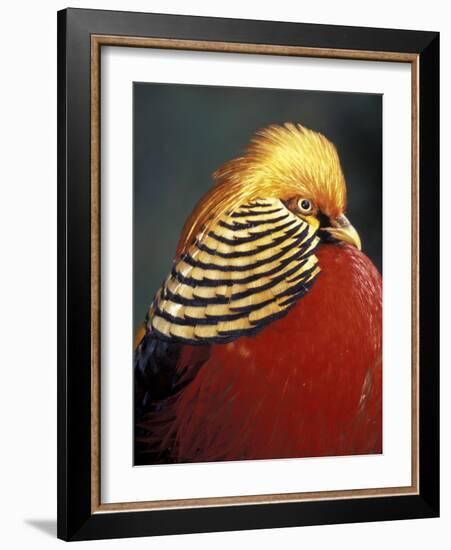 Golden Pheasant, South Africa-Michele Westmorland-Framed Photographic Print