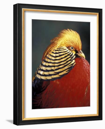 Golden Pheasant, South Africa-Michele Westmorland-Framed Photographic Print