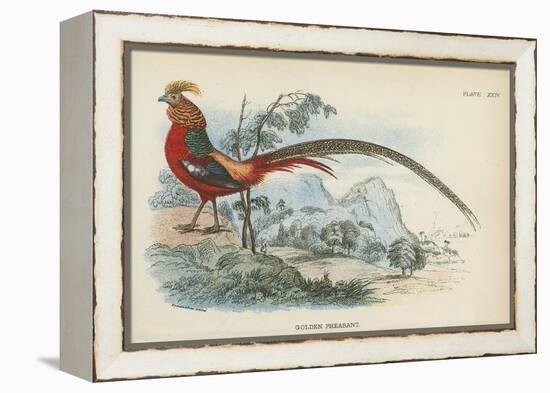 Golden Pheasant-English School-Framed Premier Image Canvas