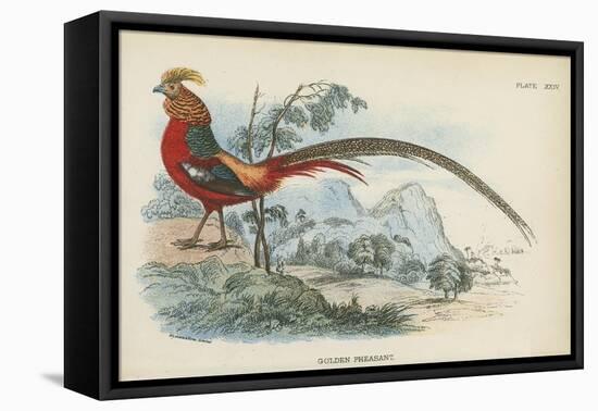 Golden Pheasant-English School-Framed Premier Image Canvas