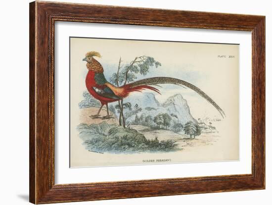 Golden Pheasant-English School-Framed Giclee Print
