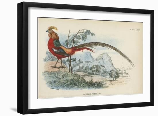 Golden Pheasant-English School-Framed Giclee Print