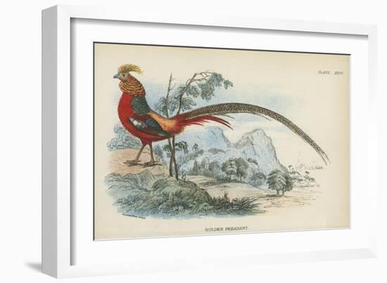 Golden Pheasant-English School-Framed Giclee Print