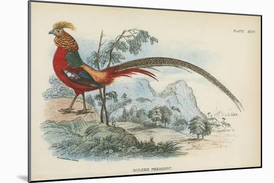 Golden Pheasant-English School-Mounted Giclee Print