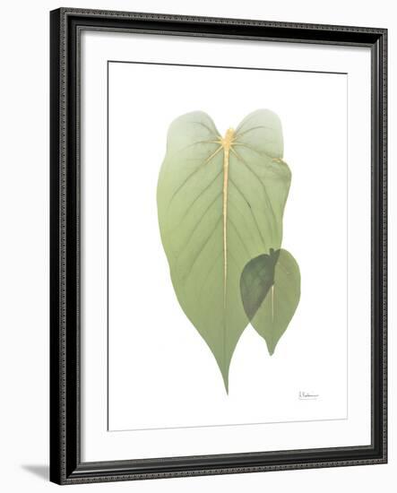 Golden Philodendron 2-Albert Koetsier-Framed Photo