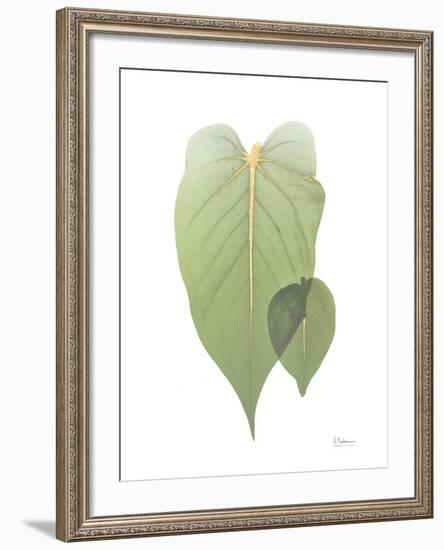 Golden Philodendron 2-Albert Koetsier-Framed Photo