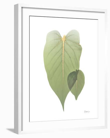 Golden Philodendron 2-Albert Koetsier-Framed Photo