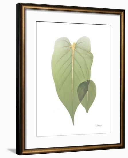 Golden Philodendron 2-Albert Koetsier-Framed Photo