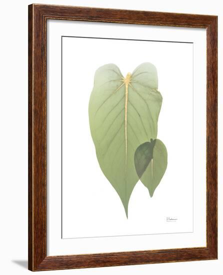 Golden Philodendron 2-Albert Koetsier-Framed Photo