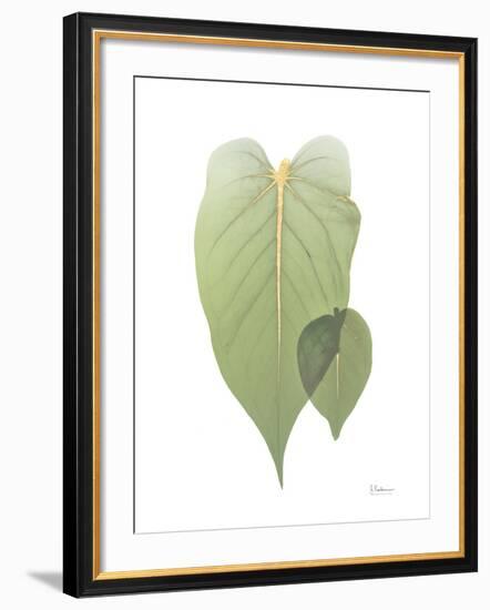 Golden Philodendron 2-Albert Koetsier-Framed Photo