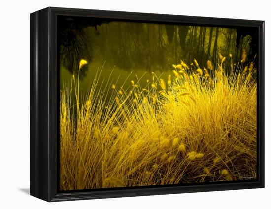 Golden Plants along River with Reflections of Trees-Jan Lakey-Framed Premier Image Canvas