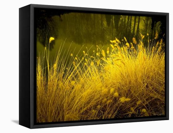 Golden Plants along River with Reflections of Trees-Jan Lakey-Framed Premier Image Canvas